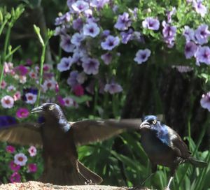 High angle view of birds flying