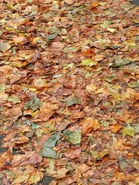 Full frame shot of fallen maple leaves