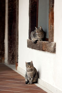 View of cats sitting outside house