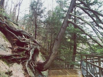 View of tree trunk