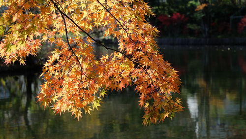 Close-up of autumnal tree by lake during autumn