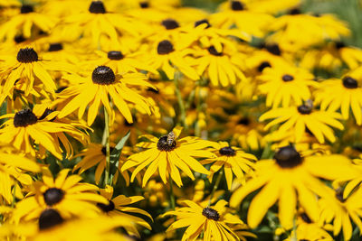 Close-up of yellow flowering plant
