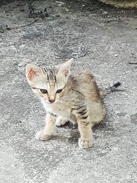 High angle portrait of tabby cat in city