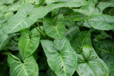 Full frame shot of green leaves