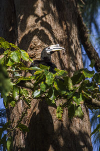 Low angle view of bird perching on tree