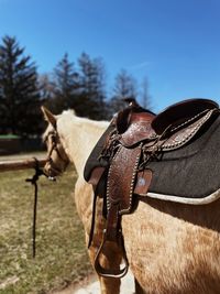 Close-up of an old western saddle on horse 