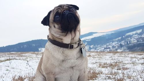 Dog standing on snow covered landscape against sky