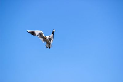 Low angle view of birds flying against clear blue sky