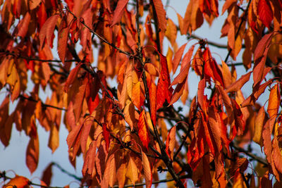 Close-up of autumnal leaves on tree during autumn