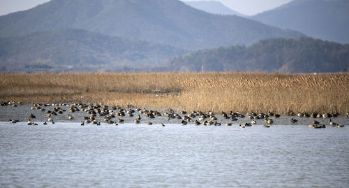 Flock of birds in a lake