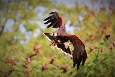 Low angle view of eagle flying against trees