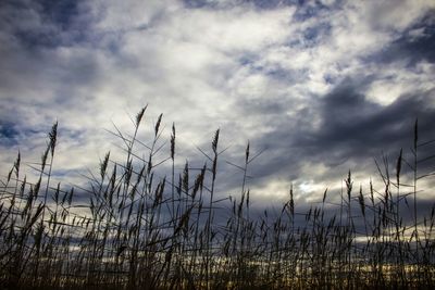 Scenic view of field against cloudy sky