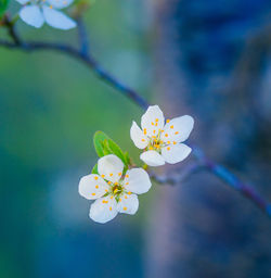 A beautiful plum tree blossom in the spring morning.