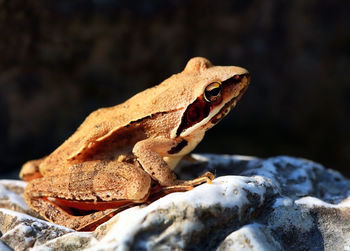 Side view of frog on rock