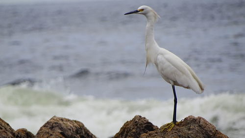 High angle view of gray heron perching on rock by sea