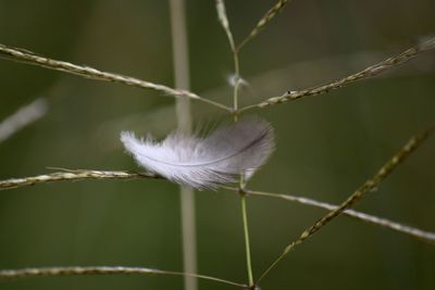 Close-up of white flower