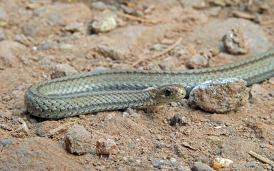 Close-up of lizard on rock
