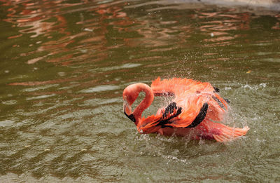 High angle view of flamingo in lake