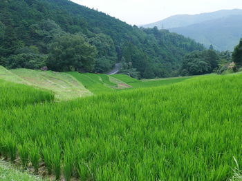 Scenic view of landscape