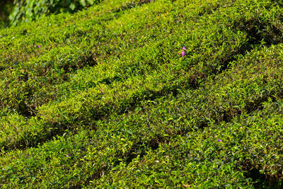 High angle view of plants growing on field