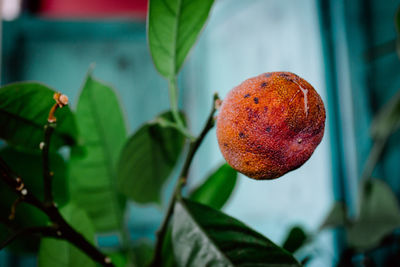 Close-up of strawberry on plant