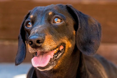 Close-up portrait of a dog