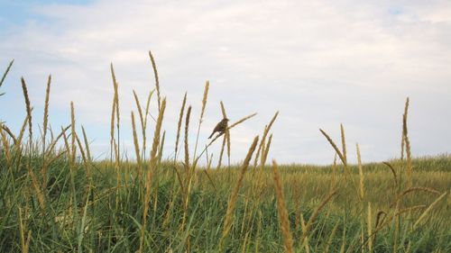 Plants on field against sky