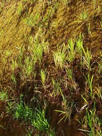 Full frame shot of plants on field