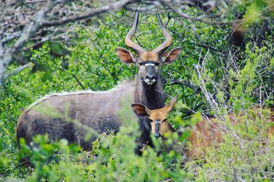 Deer on field in forest