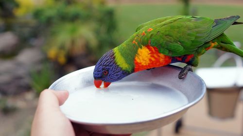 Parrot drinking nectar
