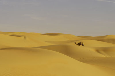 Camel in liwa desert