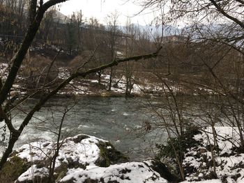 Bare trees in forest during winter