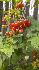 Close-up of red berries growing on tree