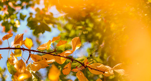 Low angle view of maple leaves on tree during autumn