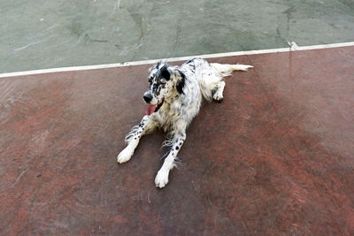 Dogs playing in the park