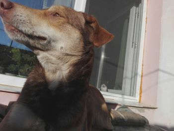 Close-up of dog sitting at home