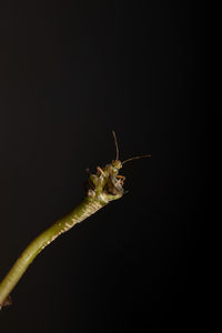 Close-up of insect against black background