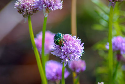 Close-up of insect on purple flower