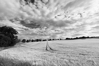 Scenic view of agricultural field against sky