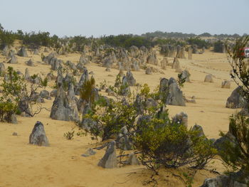 View of trees on rocky landscape