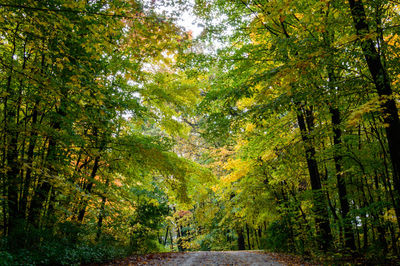 Low angle view of trees in forest