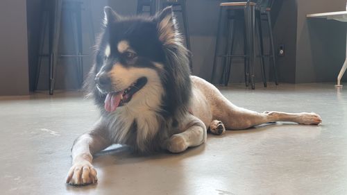 Dog lying down on floor at home