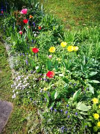 High angle view of flowering plants on field