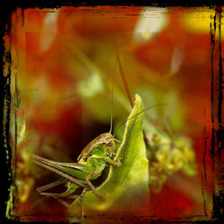 Close-up of insect on leaf