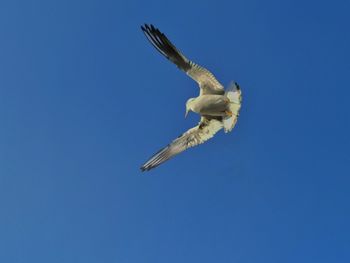 Low angle view of seagull flying in sky