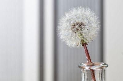 Close-up of dandelion in jar at home