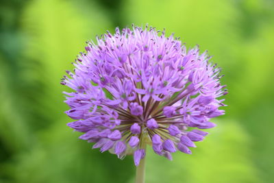 Close-up of purple flowering plant