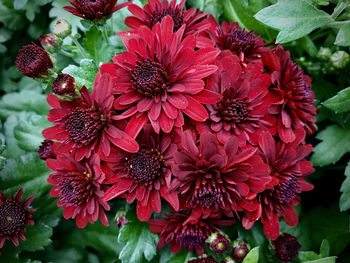 Close-up of red flowers blooming outdoors