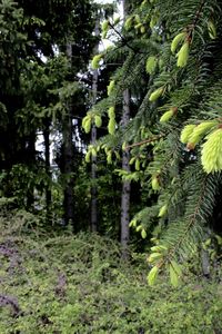 Trees and plants in forest