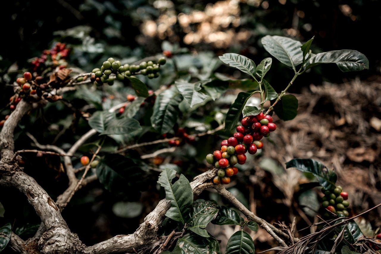 CLOSE-UP OF BERRIES ON PLANT